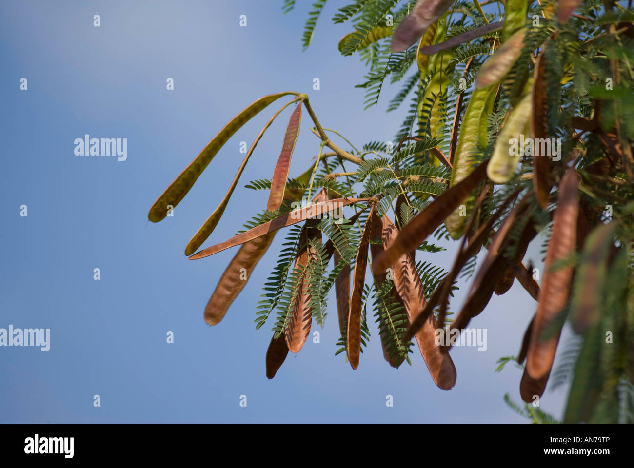 Seed pods of the Acacia tree Stock Photo 15435573 Alamy