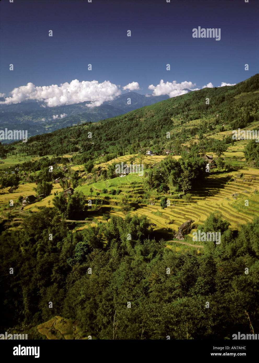 RICE MILLET grow in the middle hills east of the ARUN RIVER on the