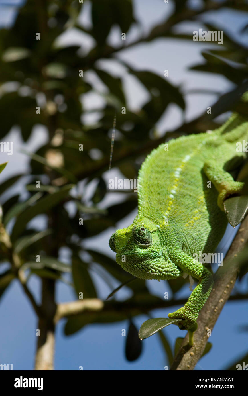 Green chameleon on tree branch Stock Photo