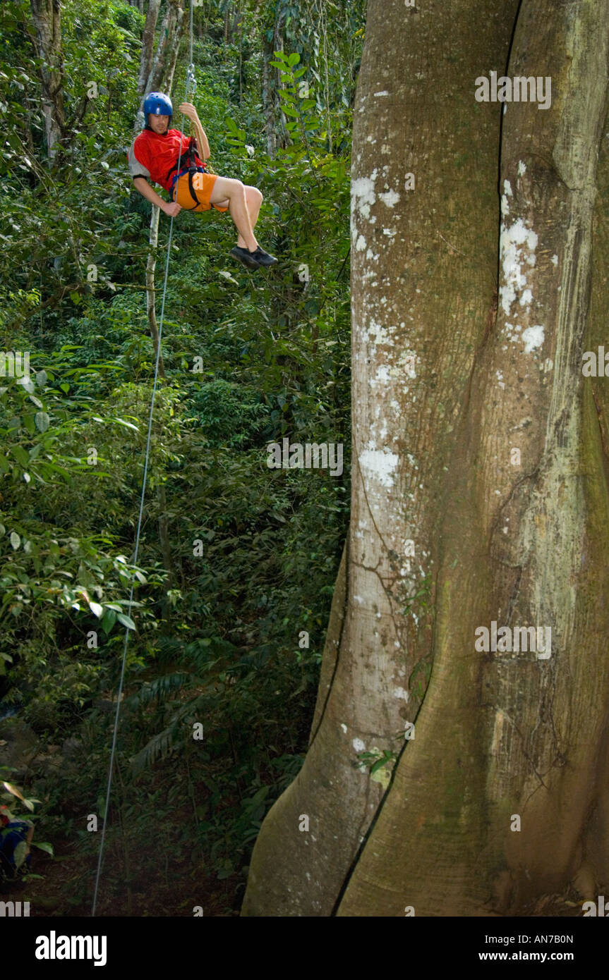 Rappelling down rainforest tree, Turrialba COSTA RICA Stock Photo - Alamy