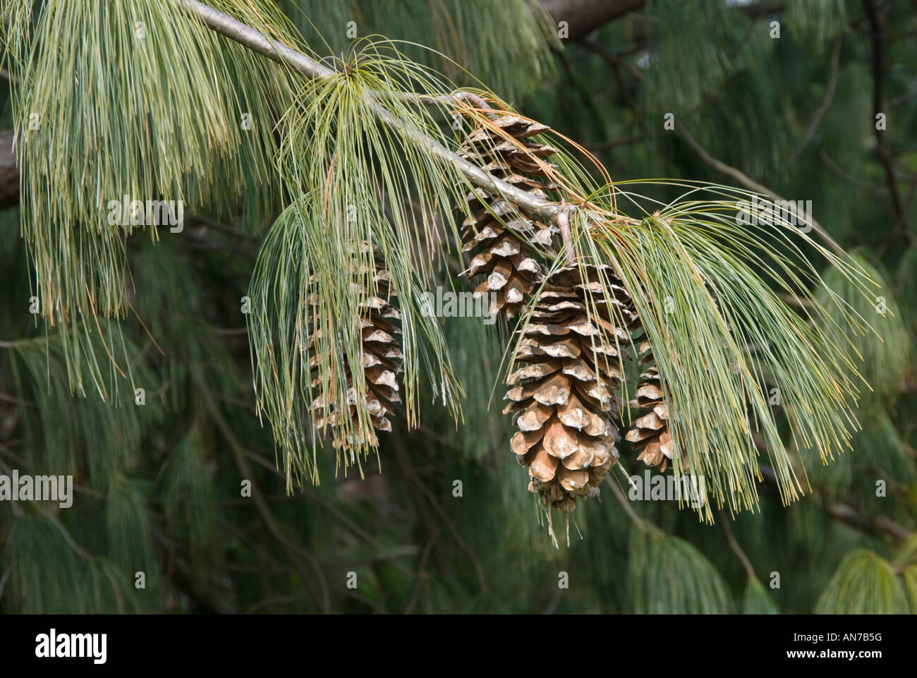 Himalayan White Pine Cones Stock Photo