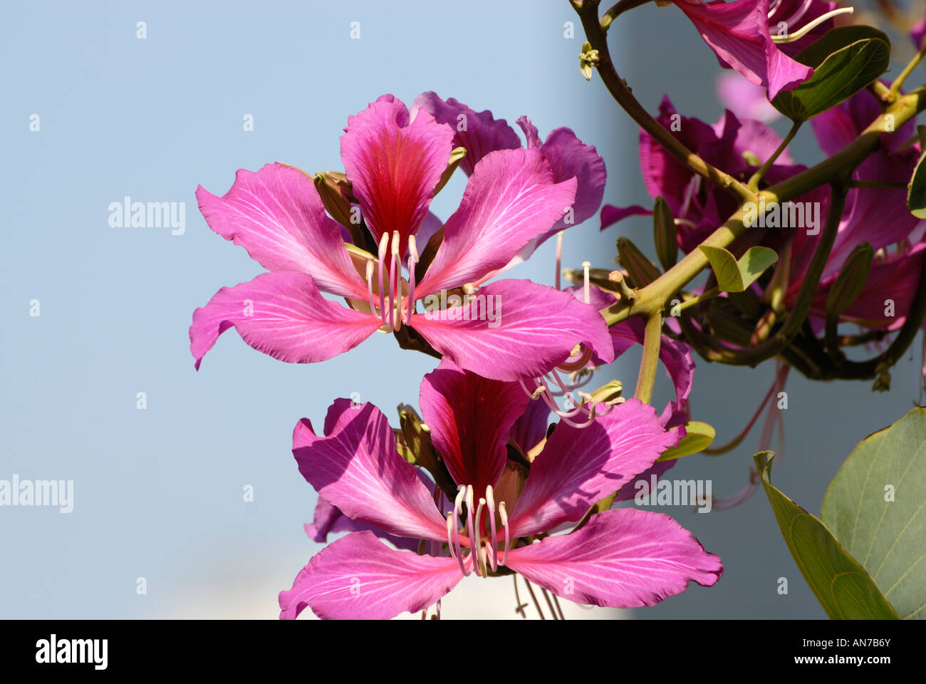 Hong Kong Bauhinia flowers Stock Photo Alamy