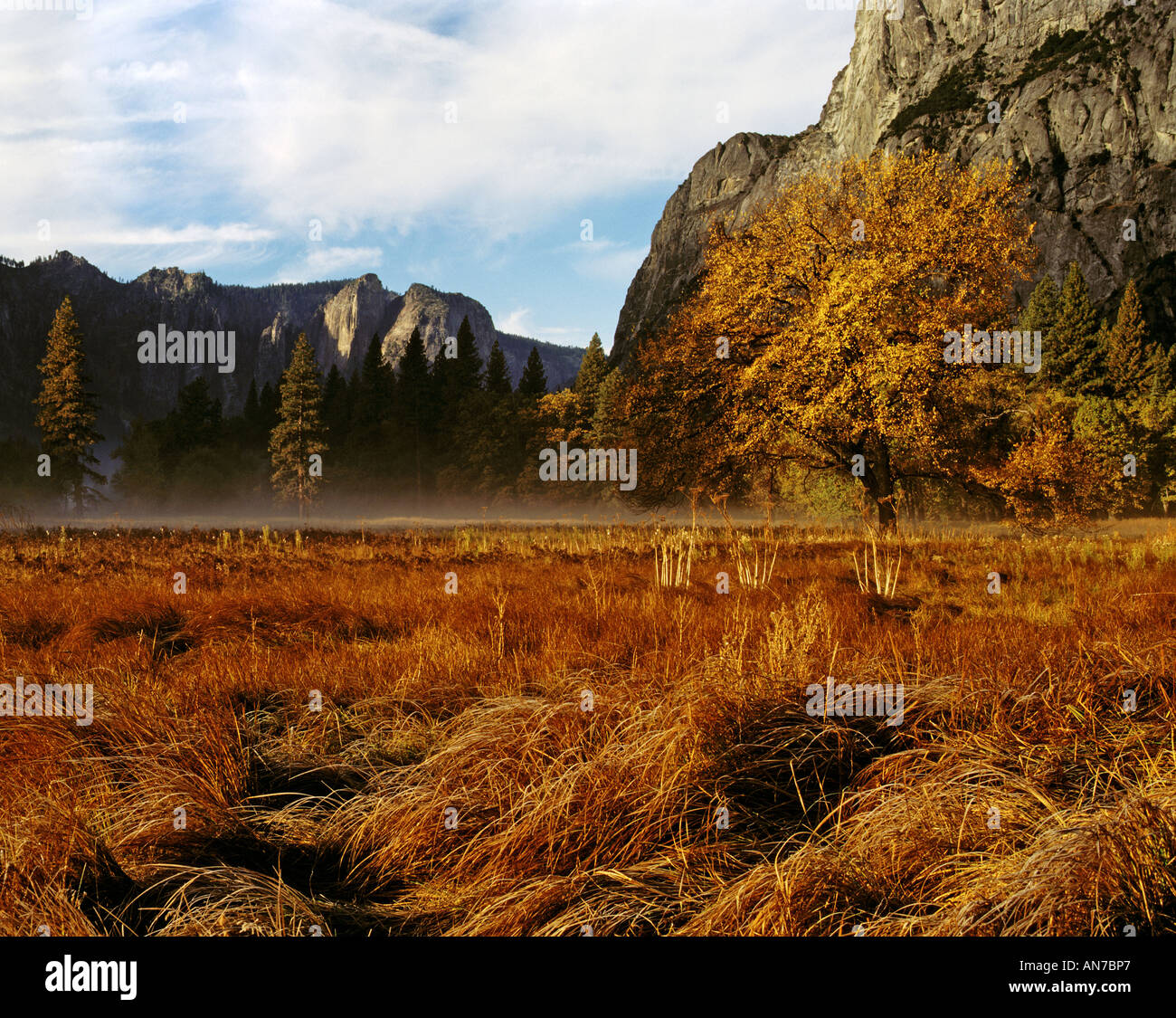 FALL COLORS in early morning FOG across YOSEMITE VALLEY YOSEMITE ...