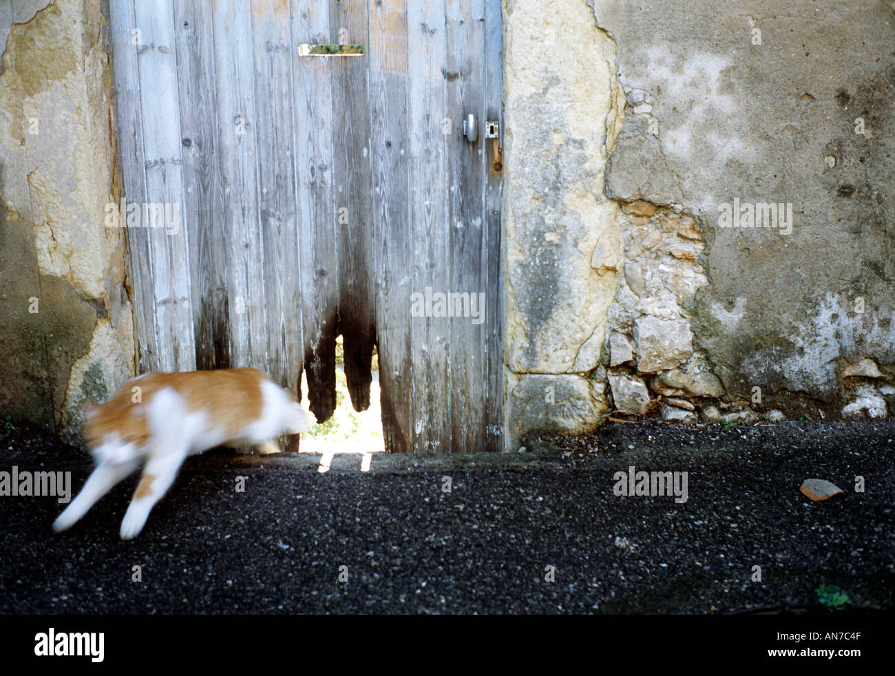 cat jumping from hole in gate Stock Photo Alamy