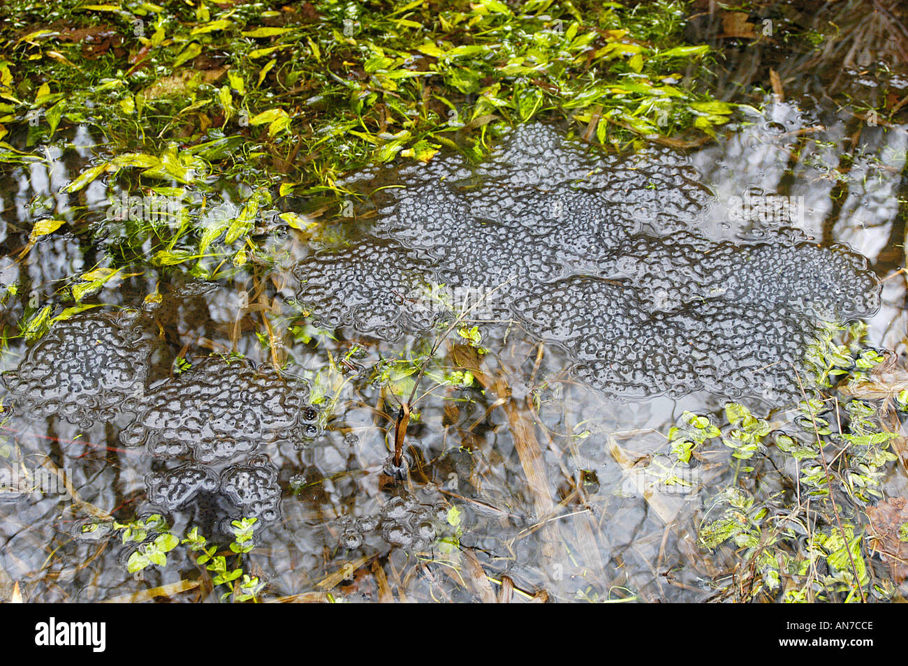 Spring spawn hi-res stock photography and images - Alamy