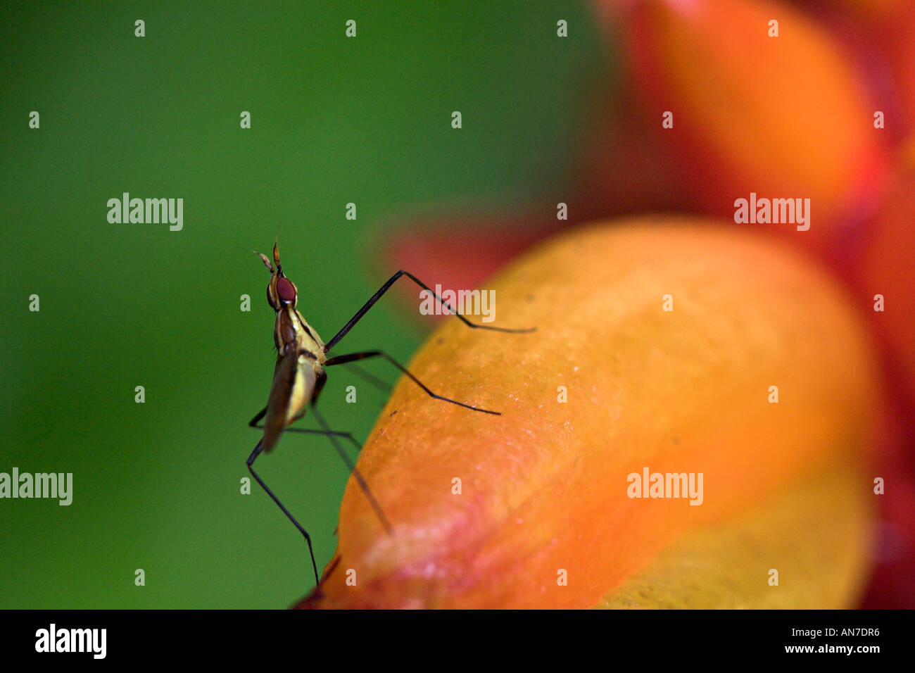 A small yellow and black insect walking over a large orange flower bud Stock Photo