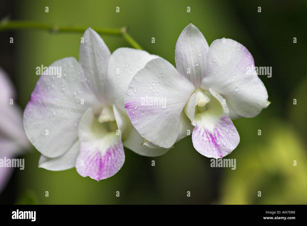 Two white and purple orchids against a bright green background Stock Photo
