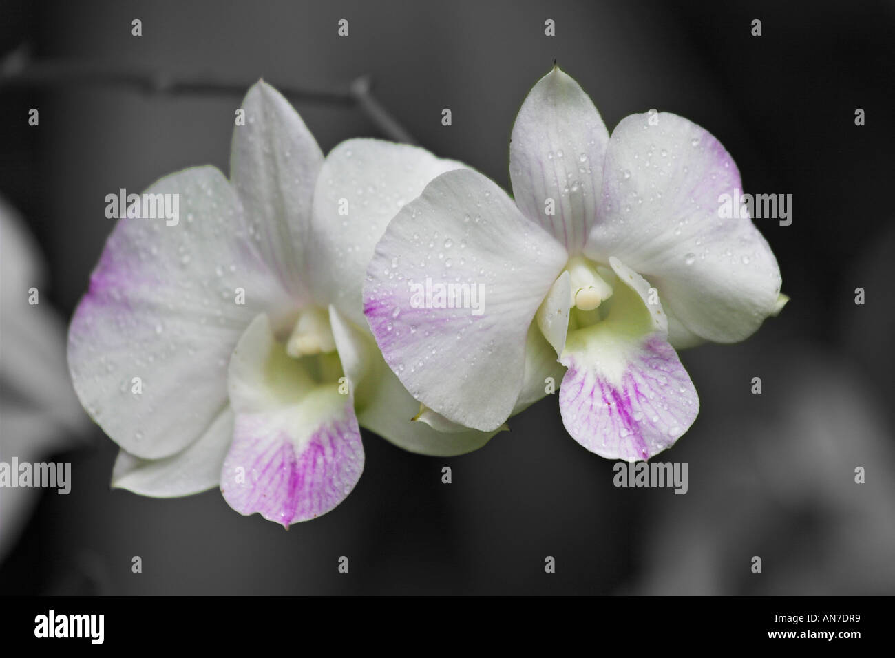 Two white and purple orchids against a greyed out background black and white Stock Photo