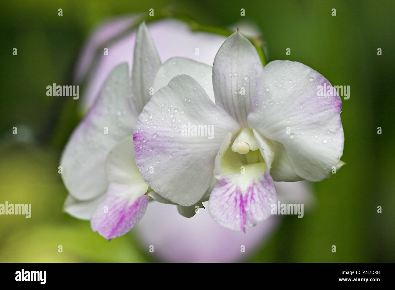 A white and purple orchid bloom framed by a series of blooms receding into the distance Stock Photo