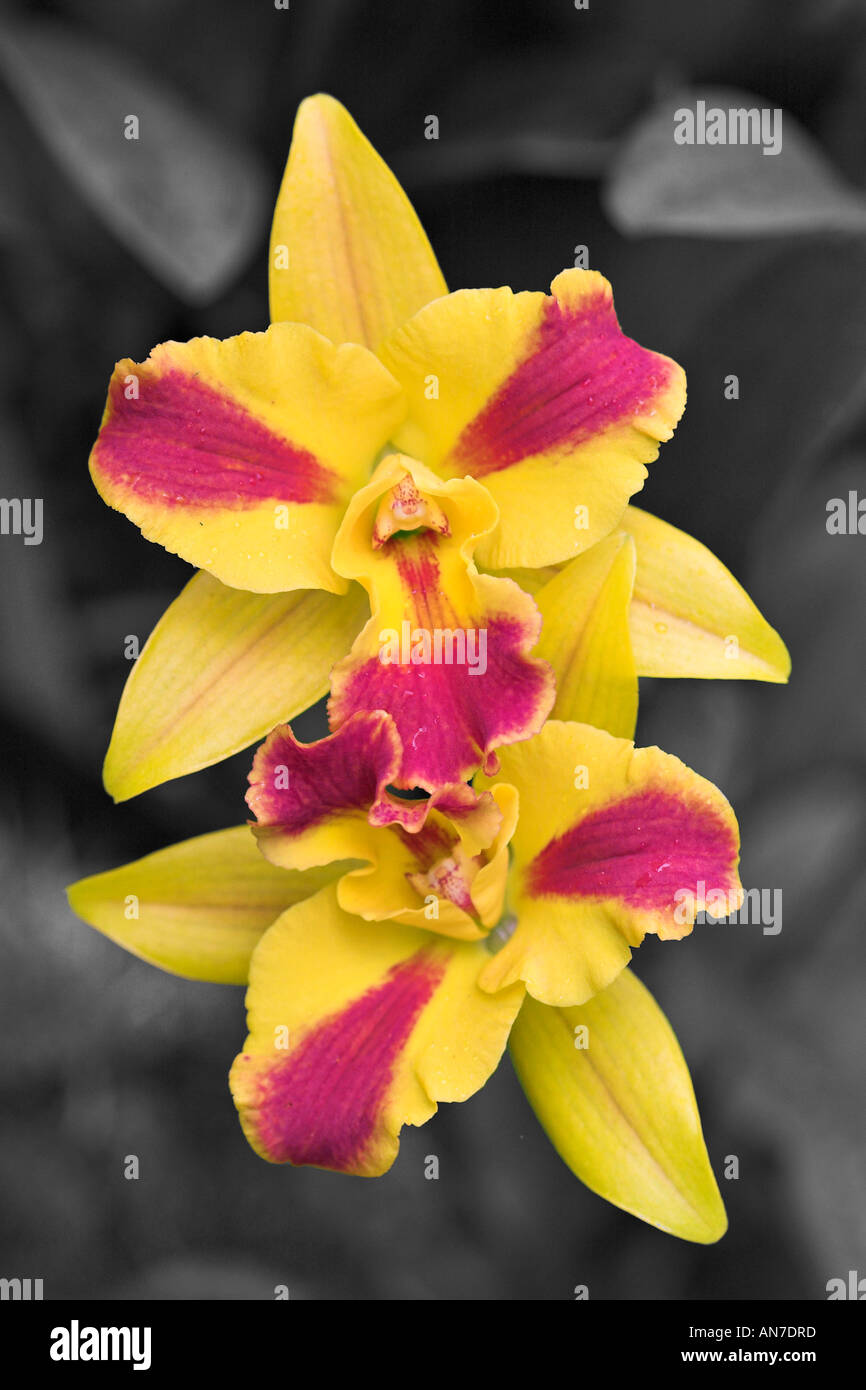 Two yellow and red orchids against a grey background Stock Photo