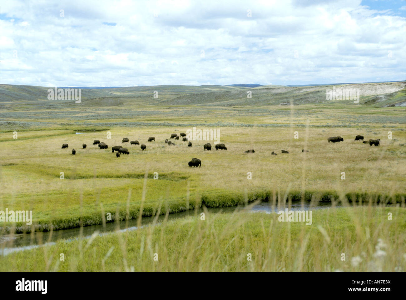 American Bison Bison bison Lamar Valley Yellowstone National Park Wyoming United States August Herd Bovidae Stock Photo