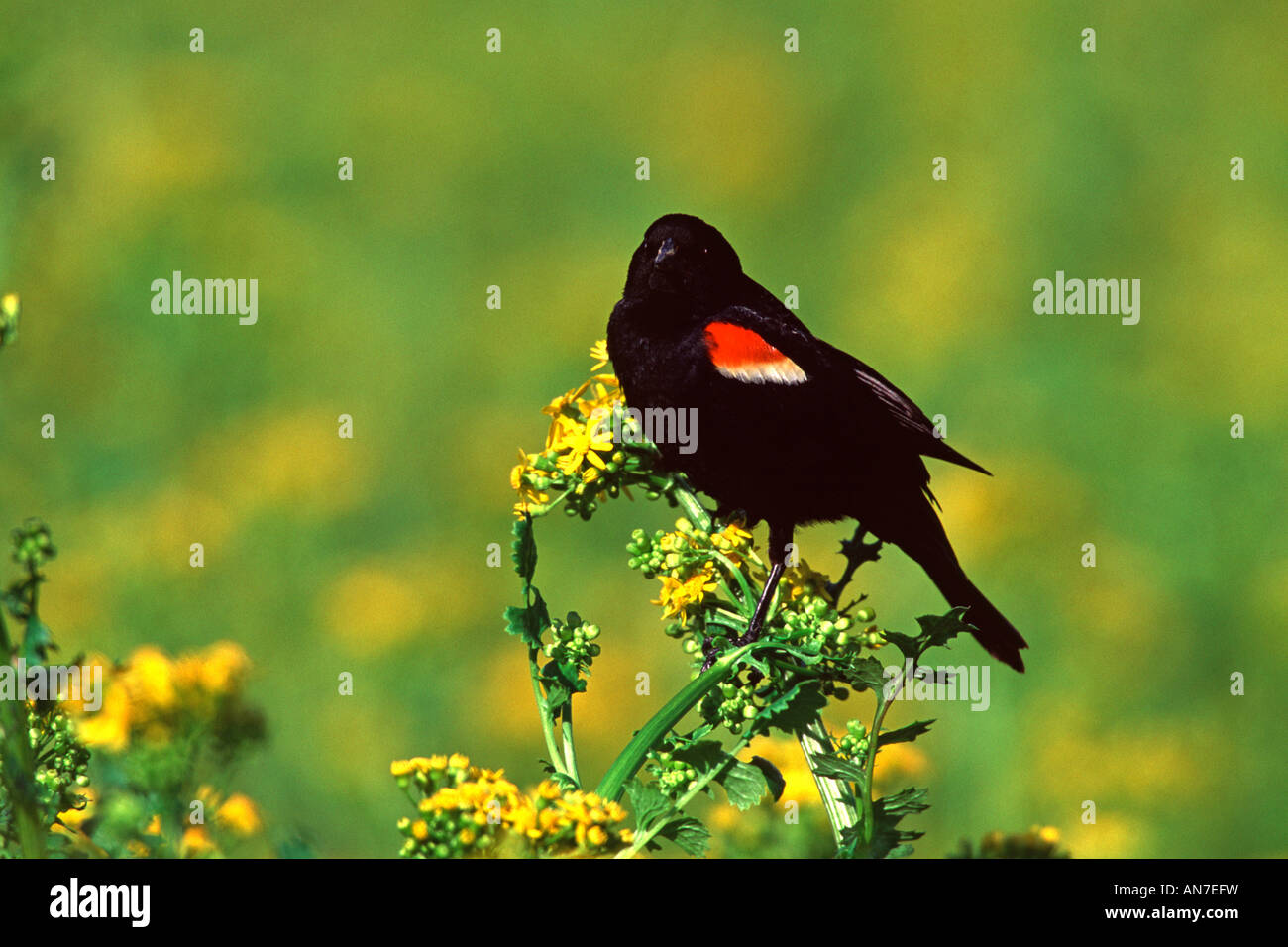 Red-winged Blackbird perched in mustard wildflowers Stock Photo
