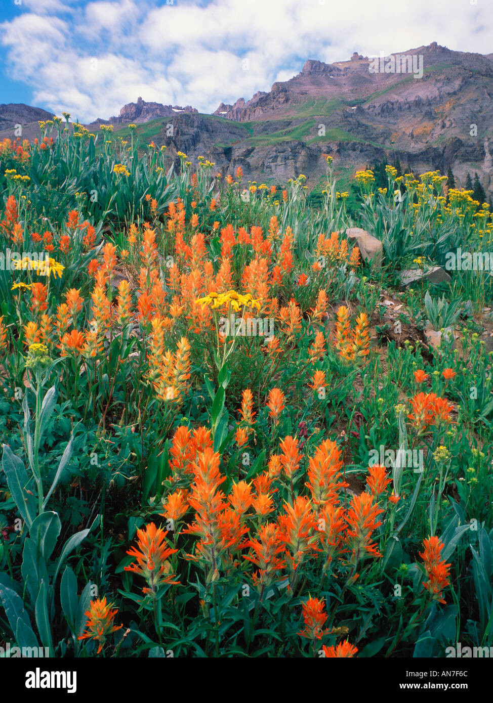 San juan mountains wildflowers hi-res stock photography and images - Alamy