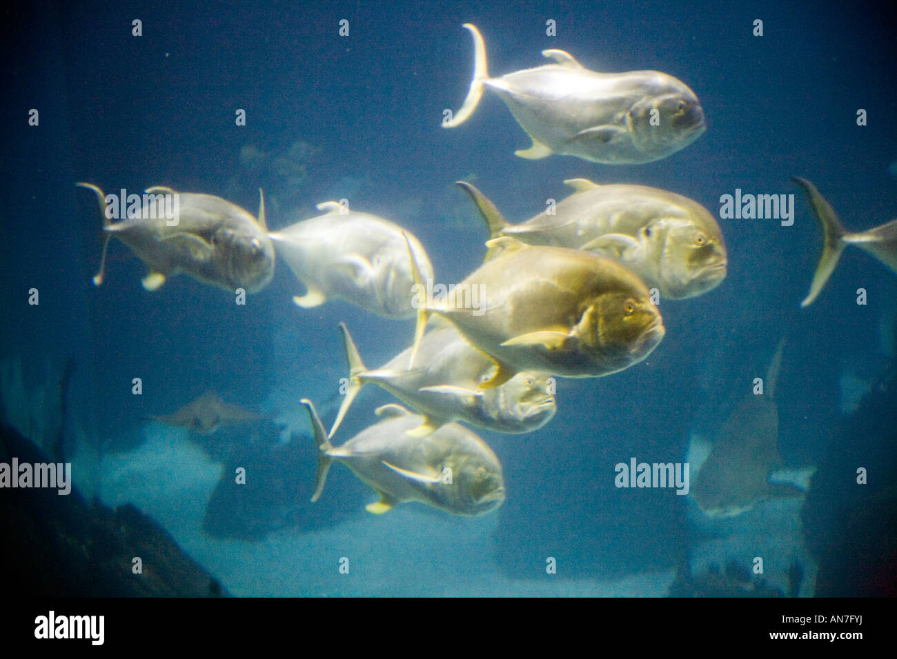 Shoal of tunidae, Lisbon Oceanario Stock Photo