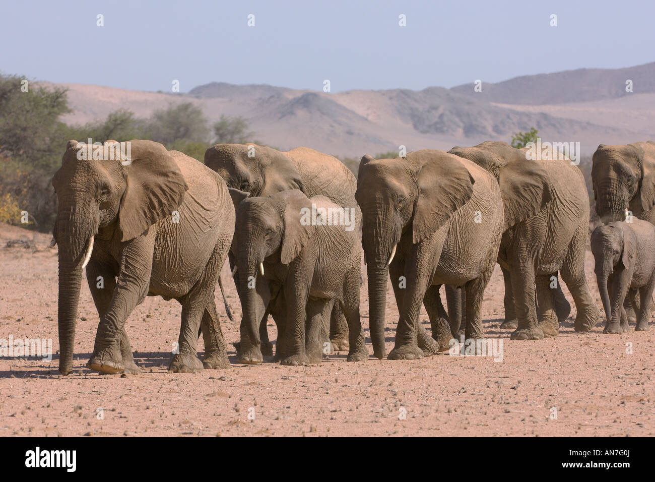 Desert adapted African elephants Loxodonta africana in Huab river valley Damaraland Namibia November Stock Photo