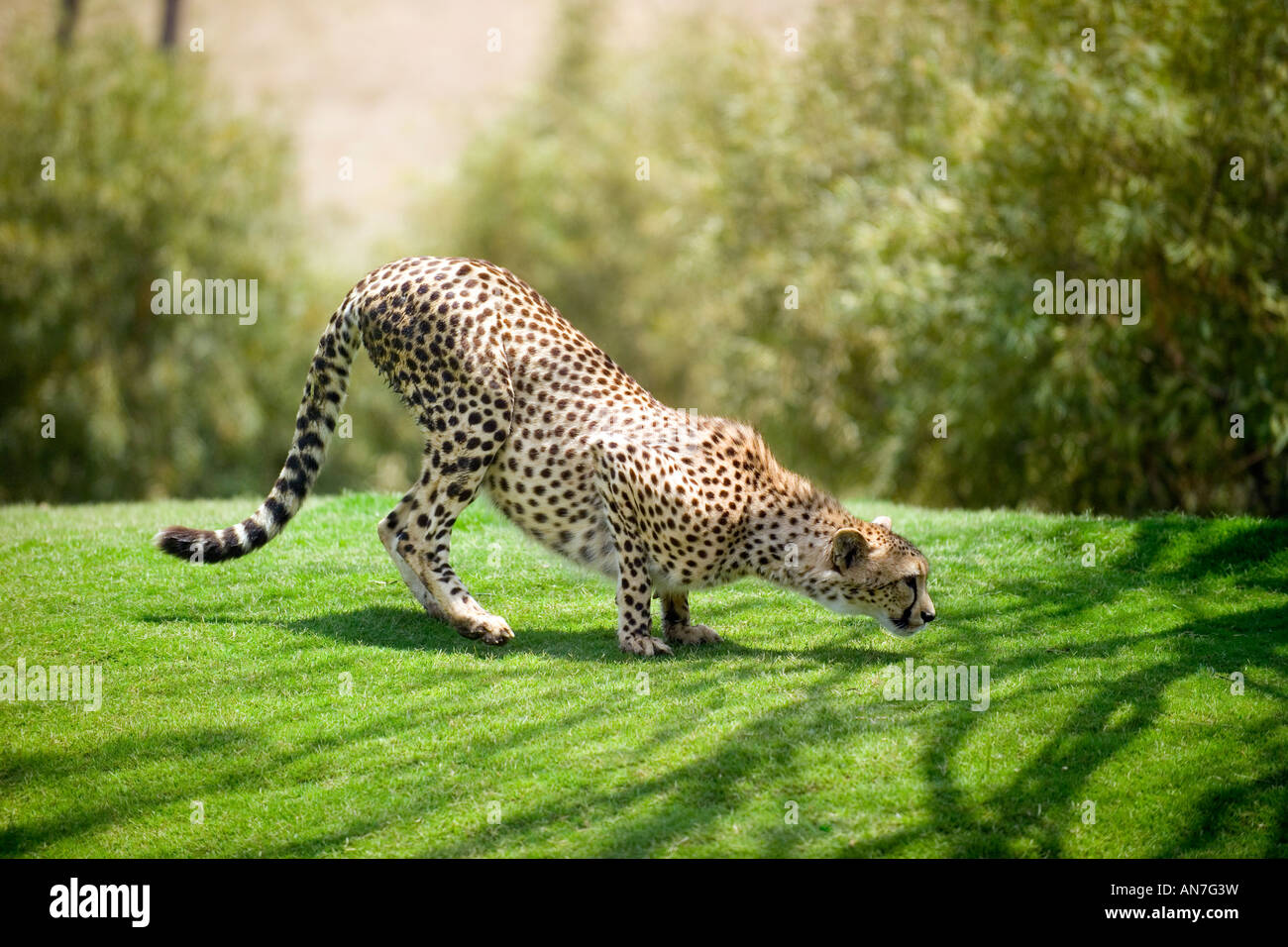 Cheetah social structure hires stock photography and images Alamy