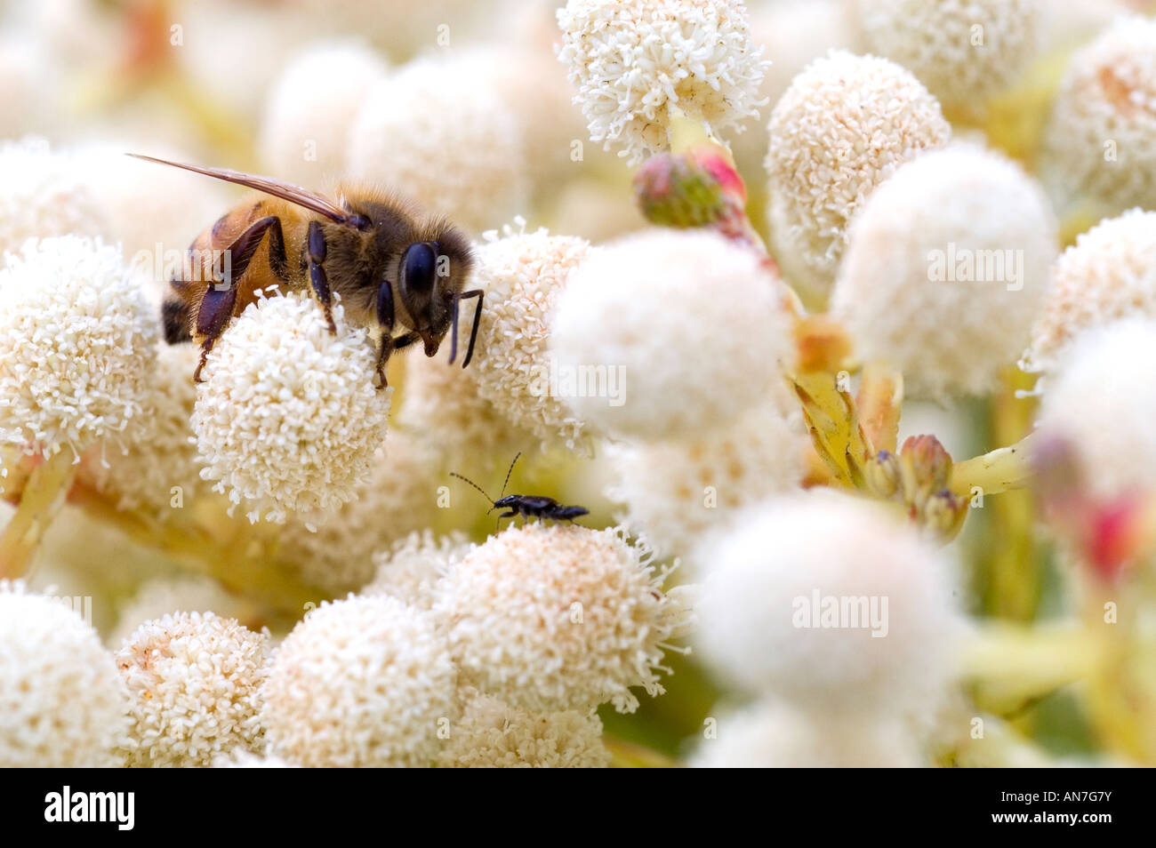 1 One Bee Yellow Beattle bug Anthood Feeding Bloom flower Stock Photo