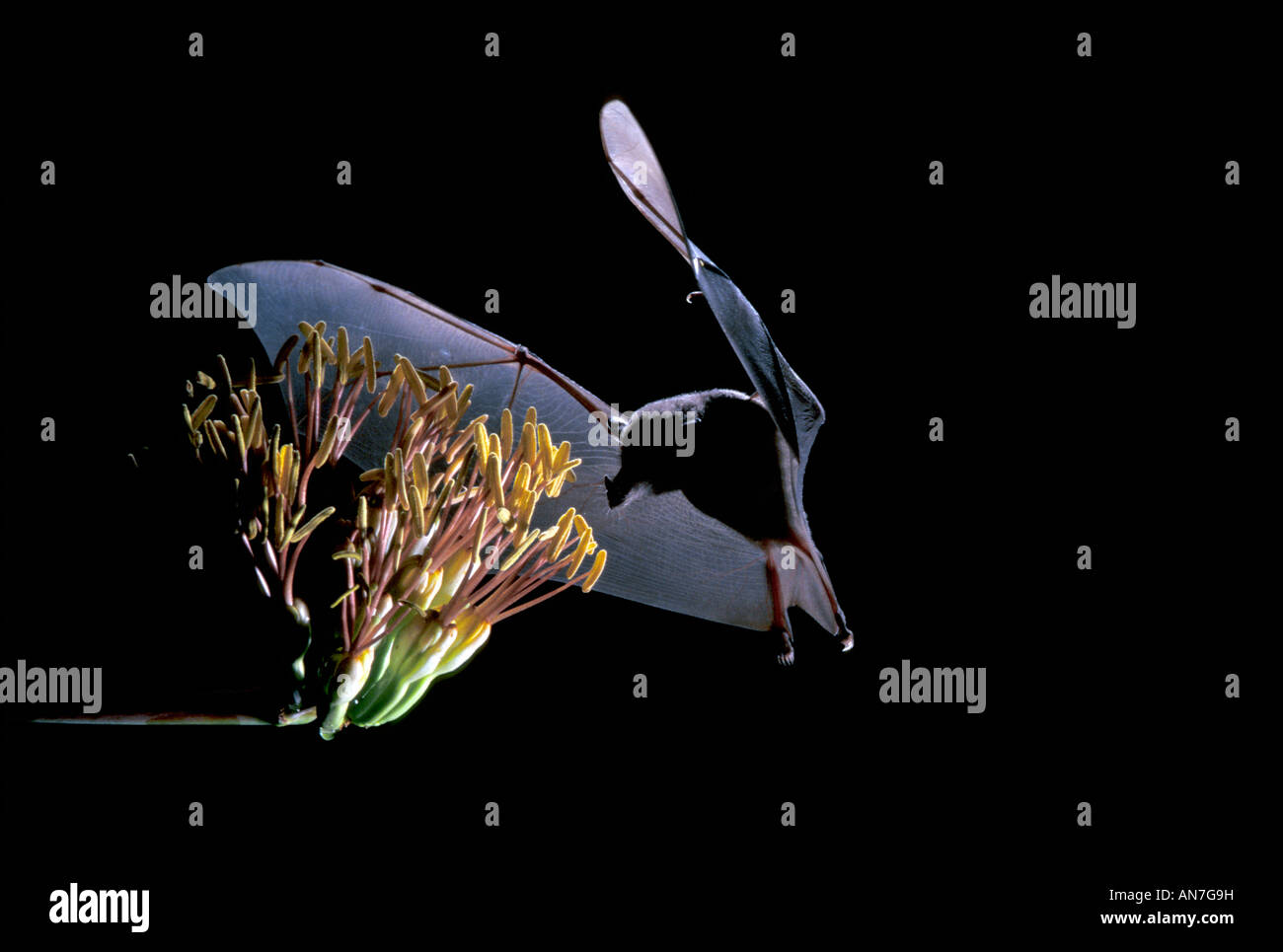 Mexican Long tongued Bat Choeronycteris mexicana Patagonia ARIZONA United States August Stock Photo