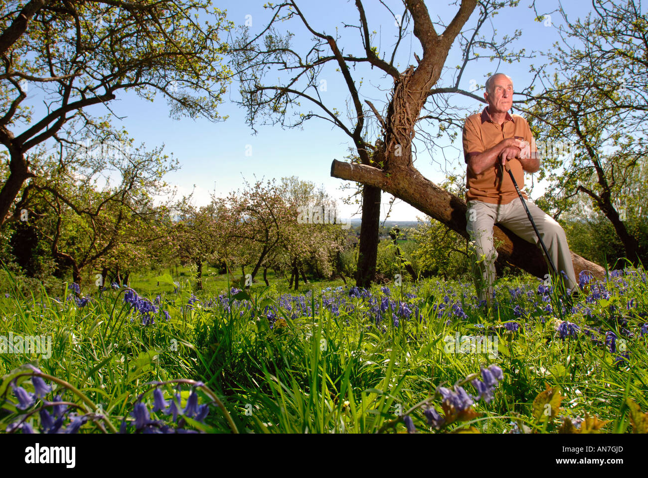 A RETIRED MAN IN A COMMUNITY ORCHARD GLOUCESTERSHIRE ENGLAND UK WITH APPLE TREES IN FULL BLOSSOM Stock Photo