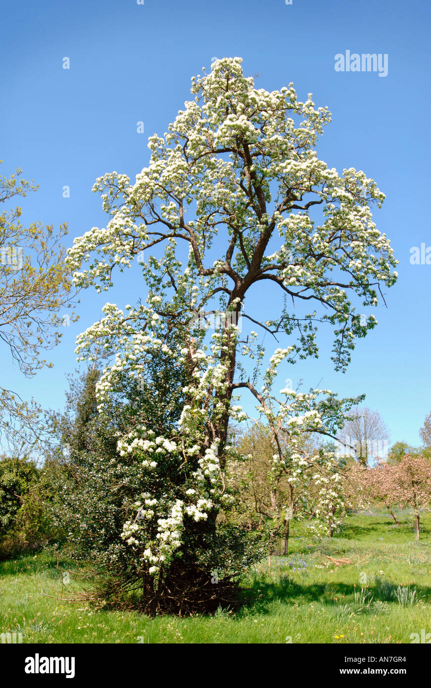 A BARLAND PERRY PEAR TREE IN AN ORCHARD IN GLOUCESTERSHIRE ENGLAND UK Stock Photo