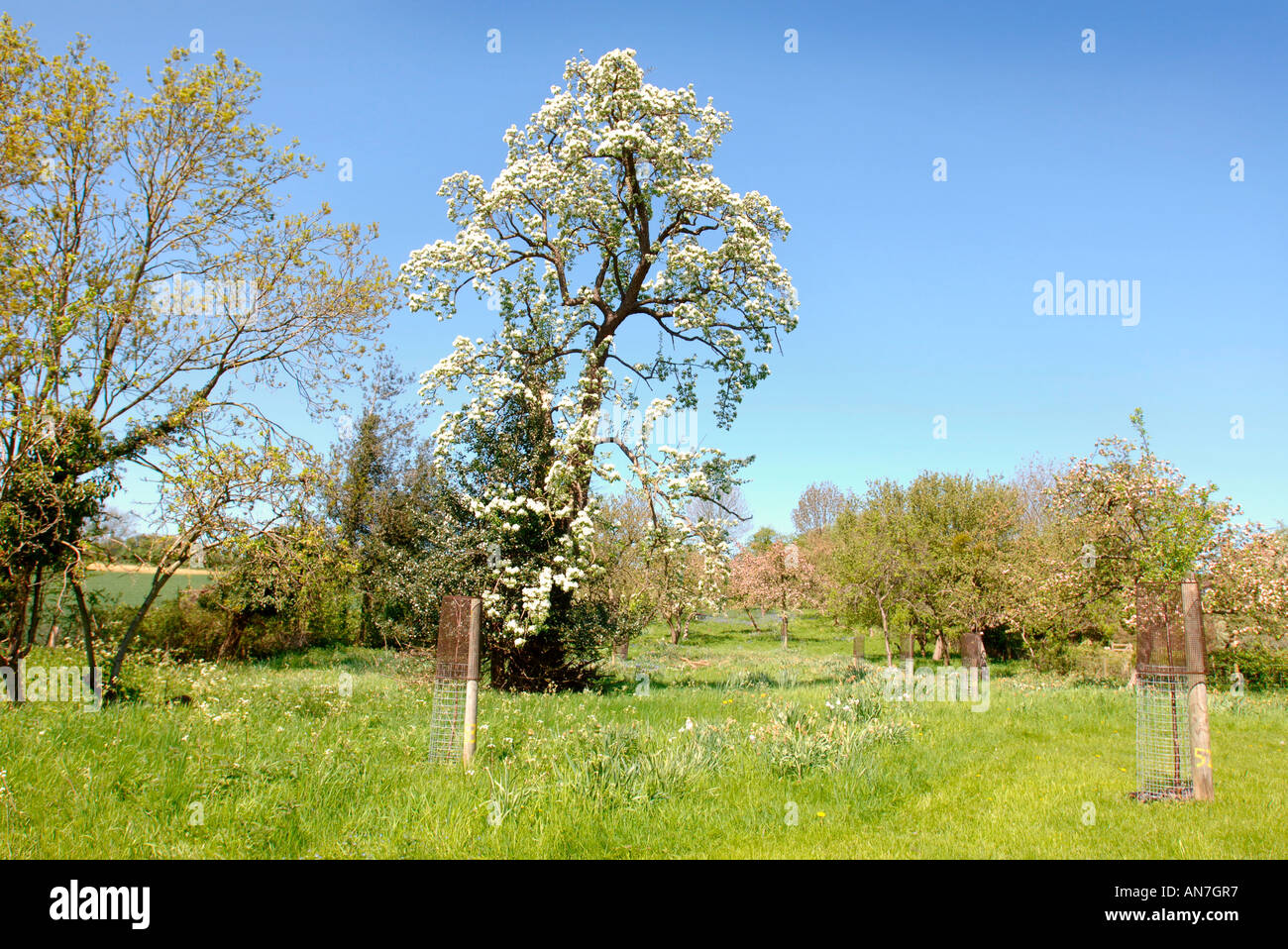 A MATURE BARLAND PERRY PEAR TREE IN FULL BLOSSOM IN A COMMUNITY ORCHARD GLOUCESTERSHIRE ENGLAND UK Stock Photo