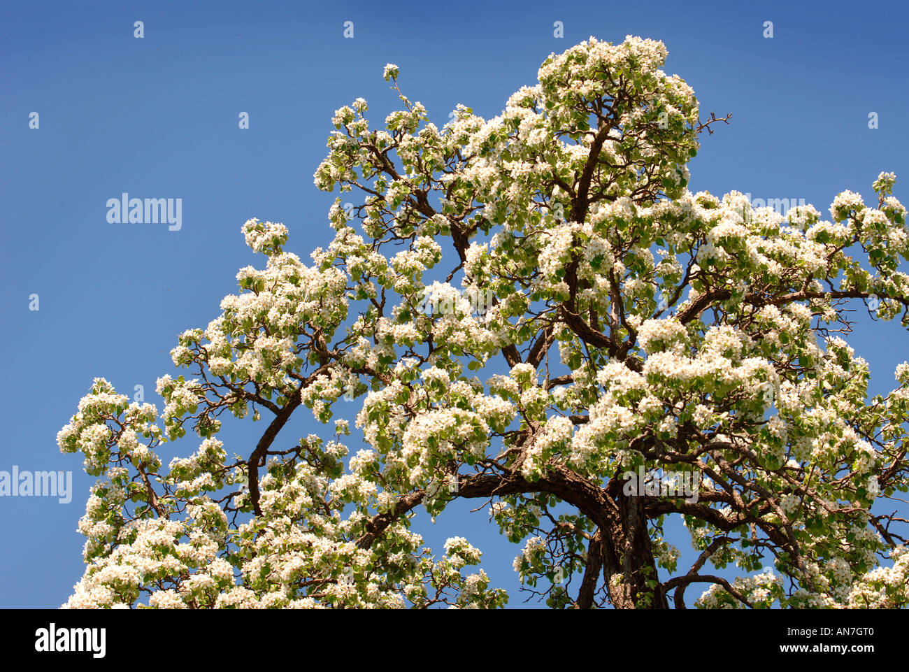 A MATURE BARLAND PERRY PEAR TREE IN FULL BLOSSOM IN AN ORCHARD GLOUCESTERSHIRE ENGLAND UK Stock Photo