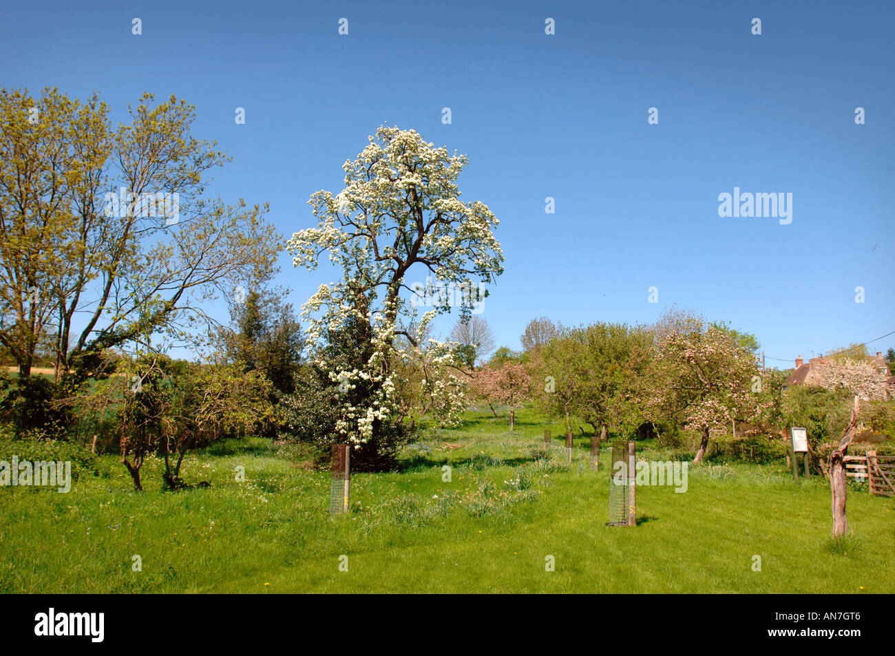 A MATURE BARLAND PERRY PEAR TREE IN FULL BLOSSOM Stock Photo