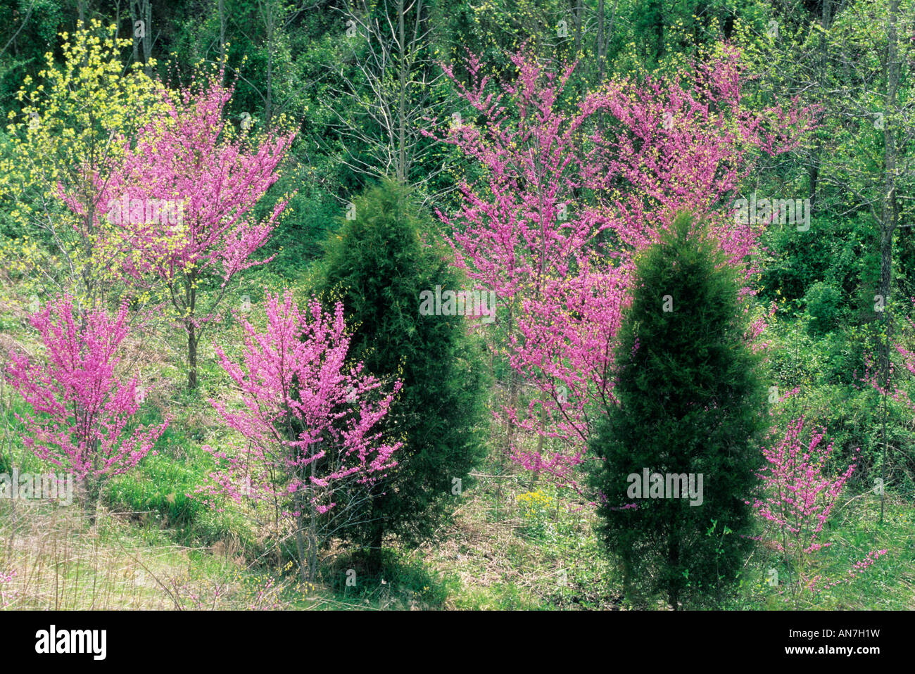 Redbud blossoms near Beattyville, Kentucky. Stock Photo