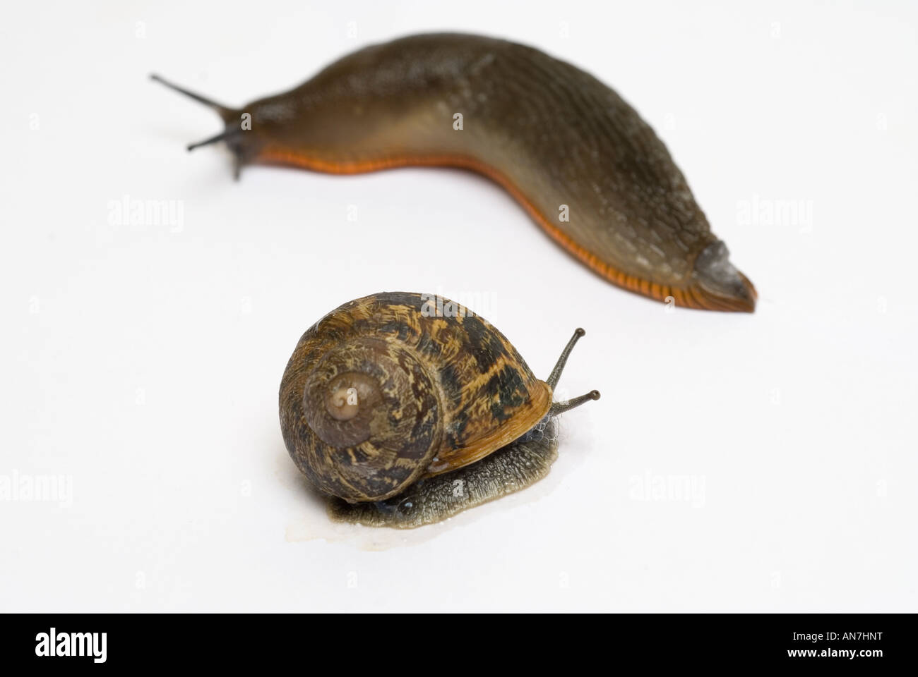 slug and snail Stock Photo Alamy