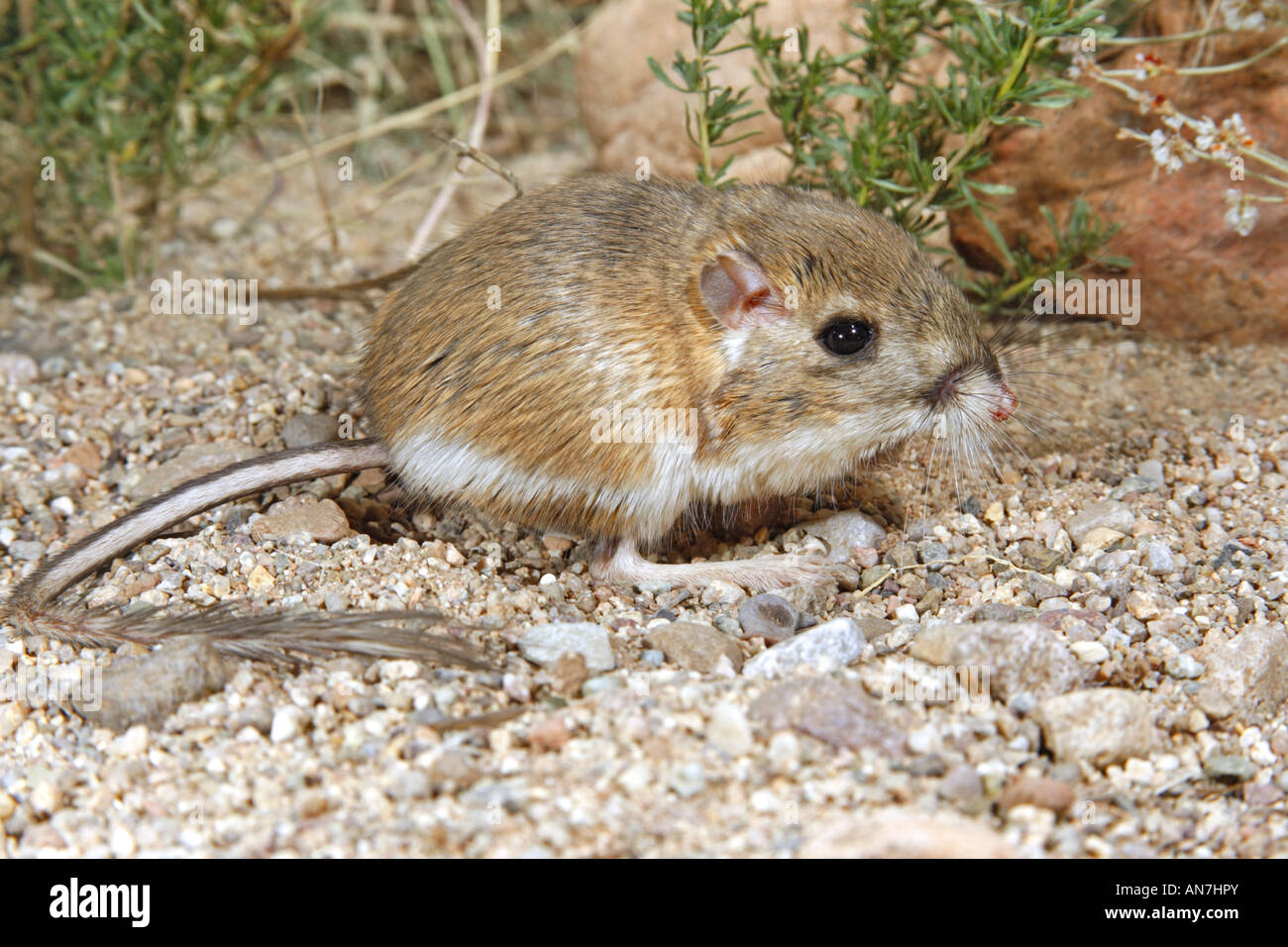 Kangaroo Rat, Dipodomys Merriami Stock Photos & Kangaroo Rat, Dipodomys ...