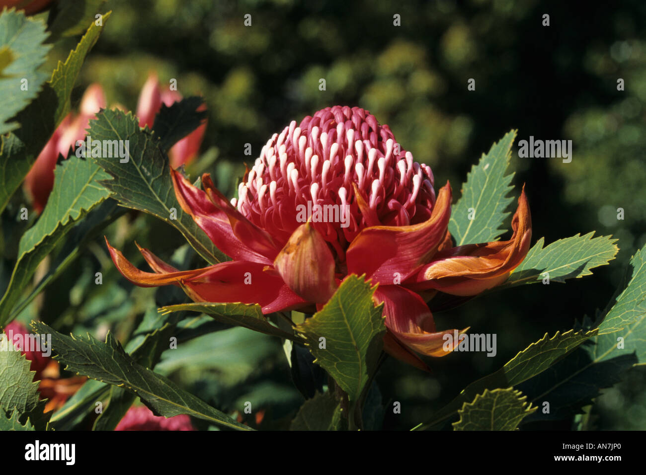 Waratah (Telopea speciosissima) Stock Photo
