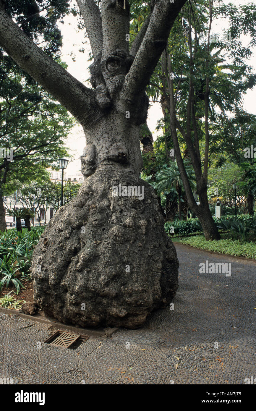 Silk floss tree (Ceiba speciosa syn. Chorisia speciosa), Jardim de
