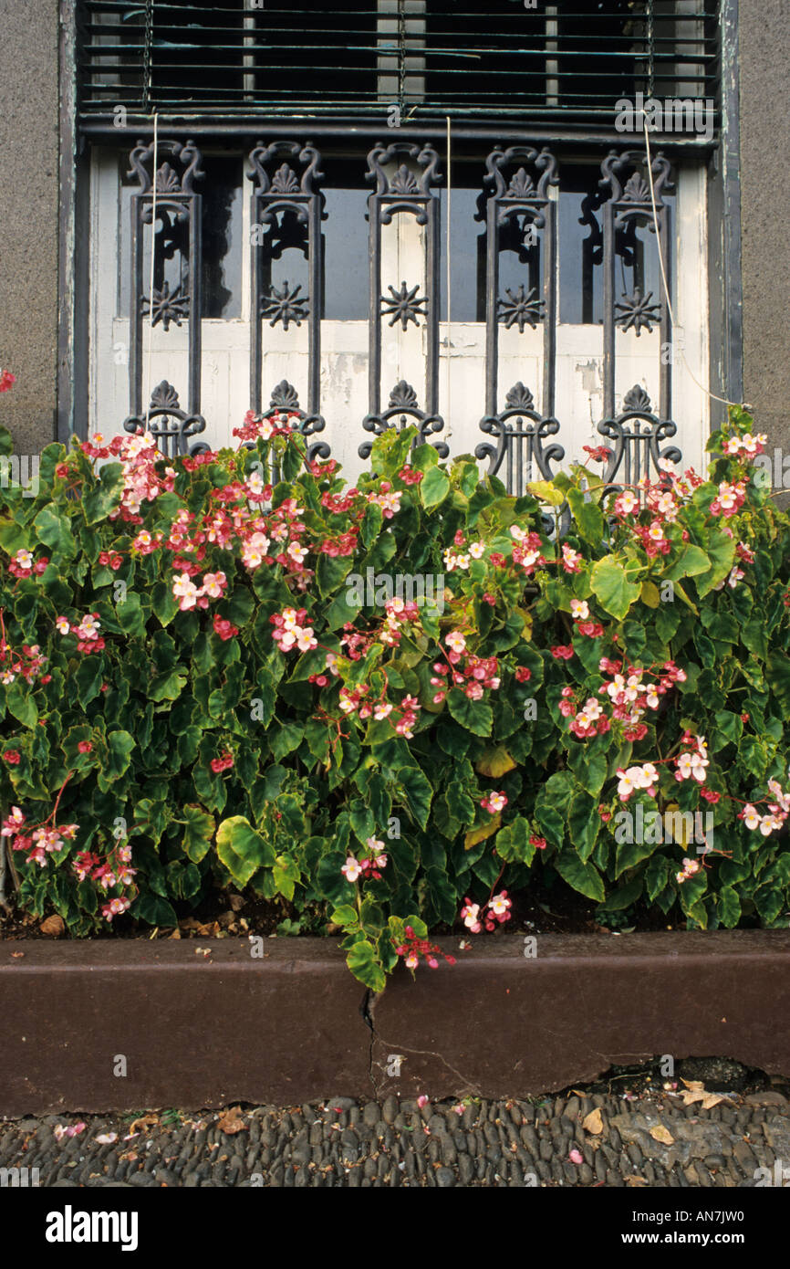 Begonia (Begonia) Stock Photo