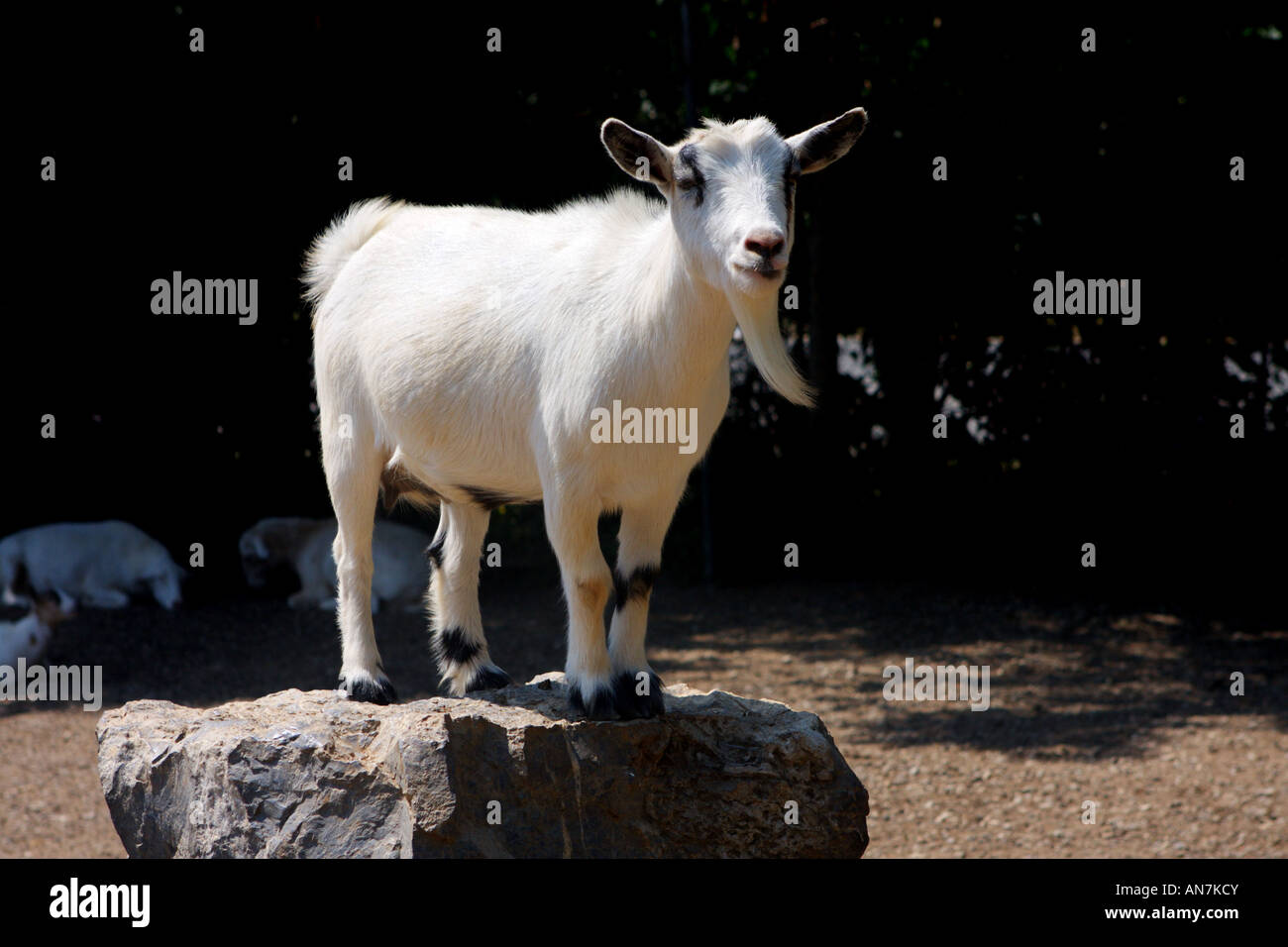 Alpha goat takes his place at the top Stock Photo