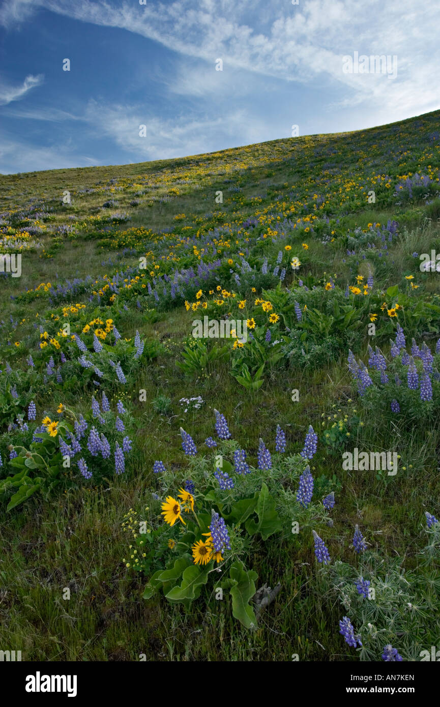 Mules ear wildflowers hi-res stock photography and images - Alamy