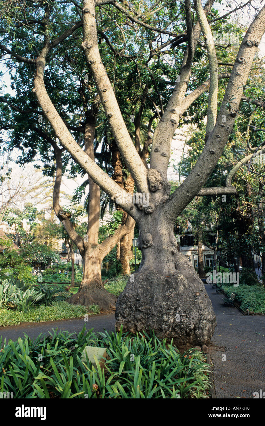 Silk floss tree (Ceiba speciosa syn. Chorisia speciosa), Jardim de
