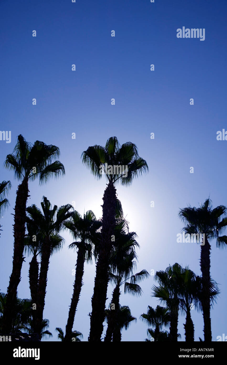 looking up at a group of palm trees with sun backlighting in Palm Springs California USA Stock Photo