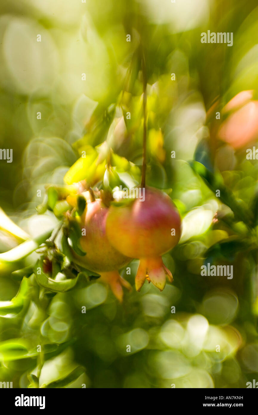 pomegranates grow in tree in garden Stock Photo