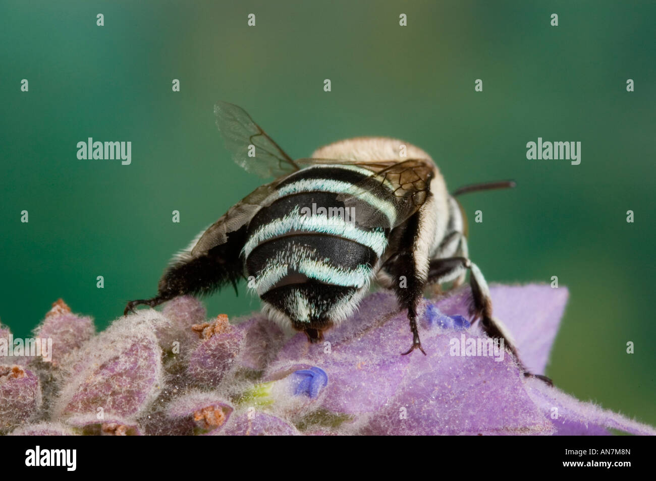 Australian native bee the bluebanded bee Stock Photo Alamy