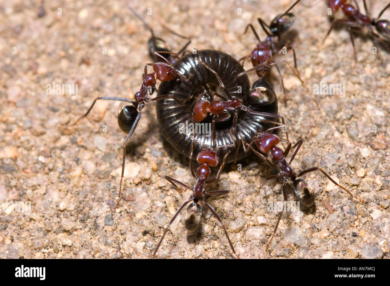 Meat ants attacking black Portuguese millipede Stock Photo Alamy