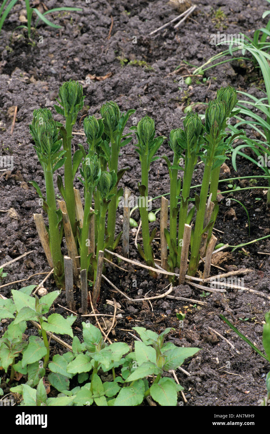 Dittany (Dictamnus albus) Stock Photo