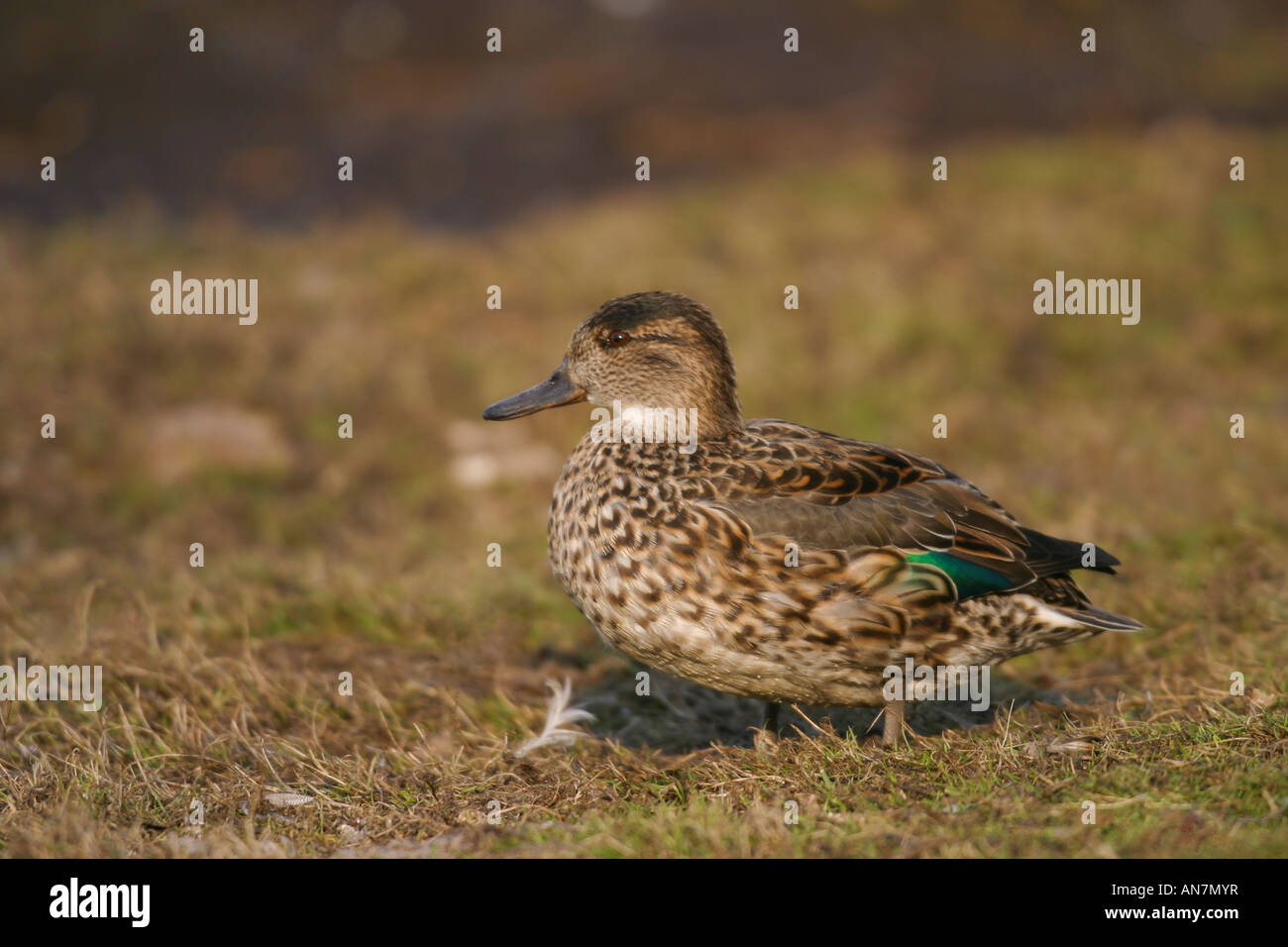 female Common Teal (Anas crecca) standing on grass bank Stock Photo
