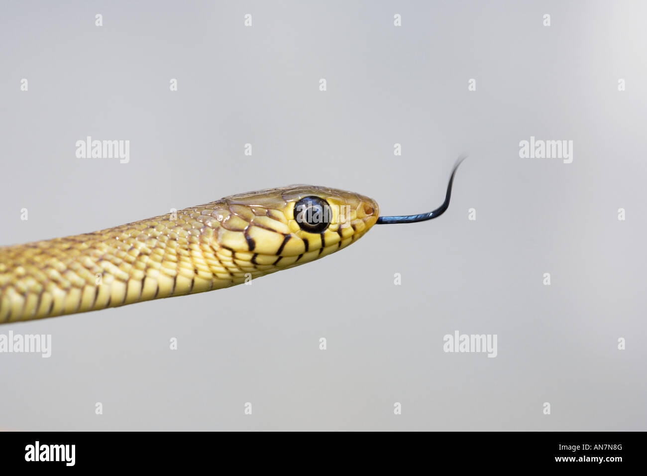 Young Indian rat snake. India Stock Photo Alamy