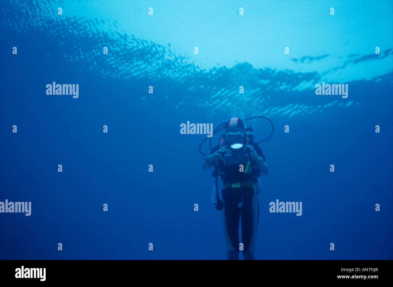 Scuba diver checking underwater camera in housing Stock Photo Alamy