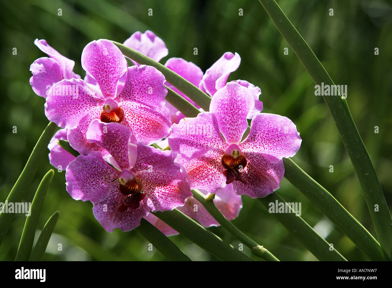 SGP, Singapore: Botanical Garden, Orchid garden. Orchid Vanda Marlie Dolera Stock Photo