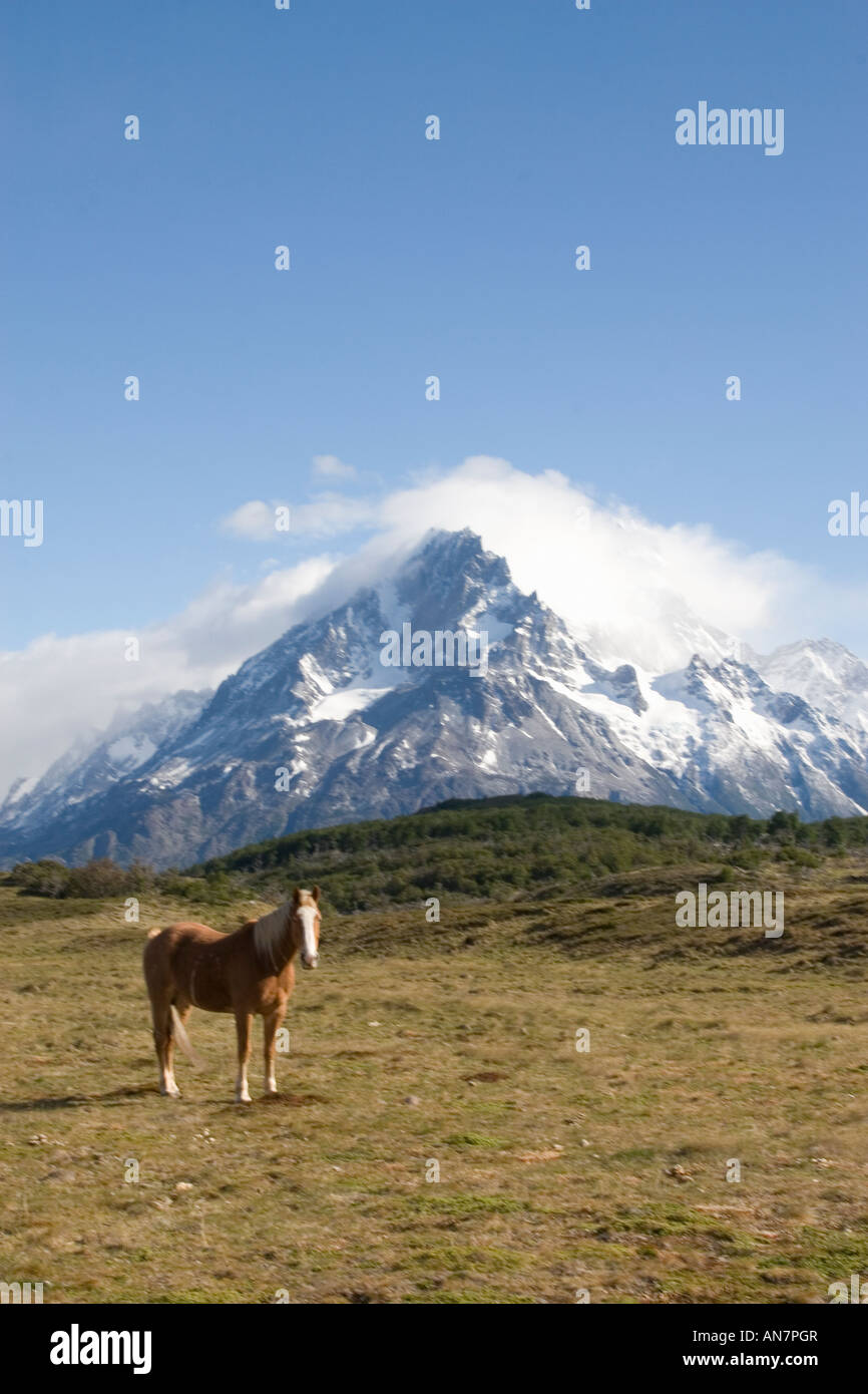 Wild horse wildlife hi-res stock photography and images - Alamy