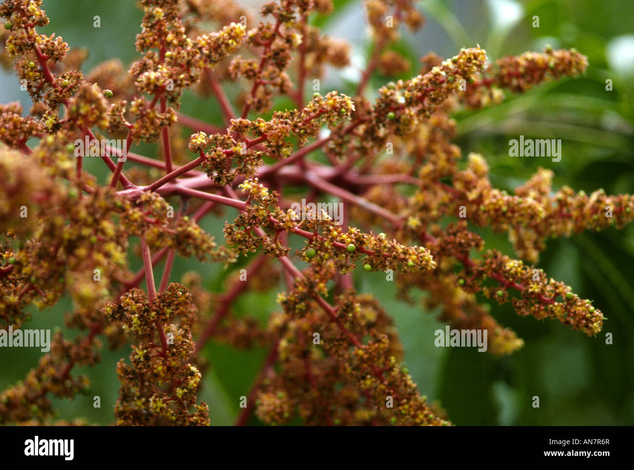 mango blossoms close up Stock Photo - Alamy