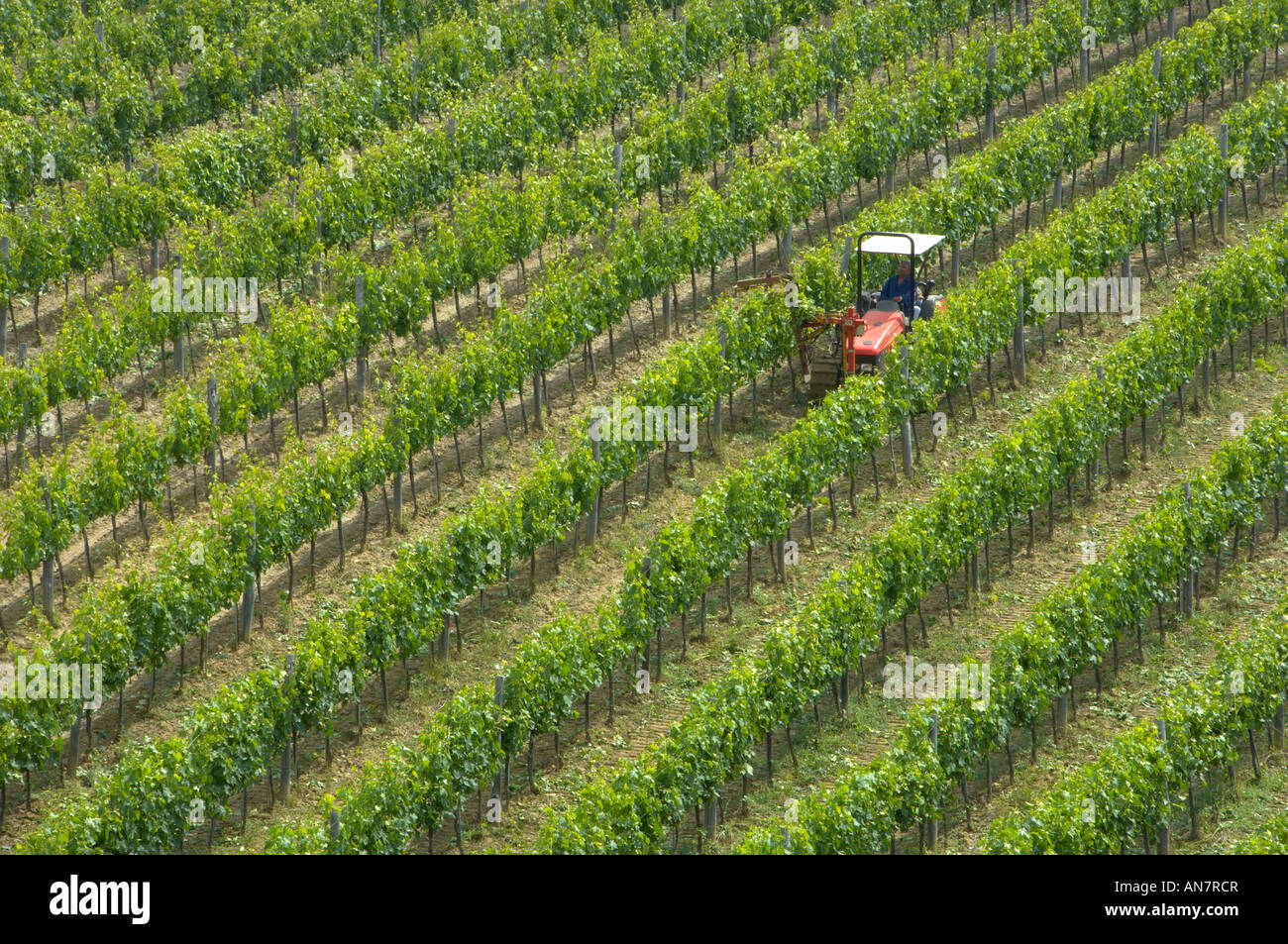 Wine production in Italy Stock Photo Alamy