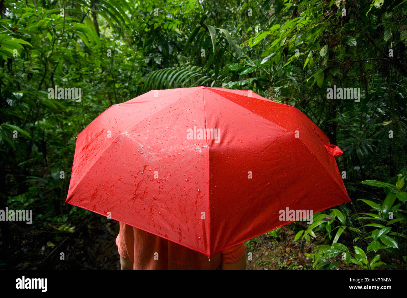 Umbrella in Rainforest, COSTA RICA Stock Photo - Alamy