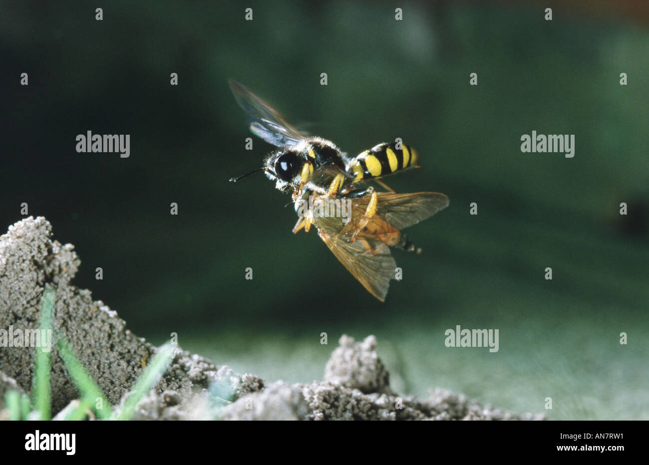 slender-bodied digger wasp (Crabro cribrarius), Belgium Stock Photo
